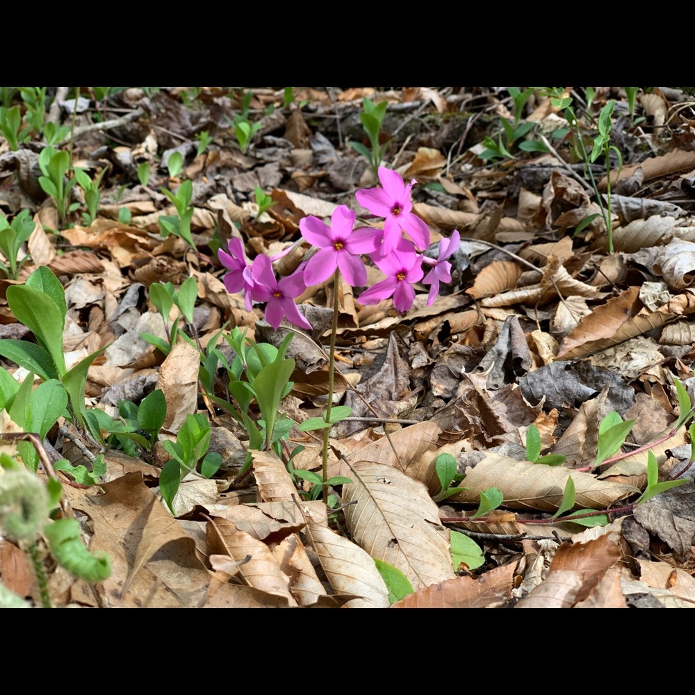 Meet your Posher, Donah